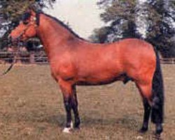 Deckhengst Tomatin Golden Gorse (New-Forest-Pony, 1967, von Durley Sovereign of Burton)