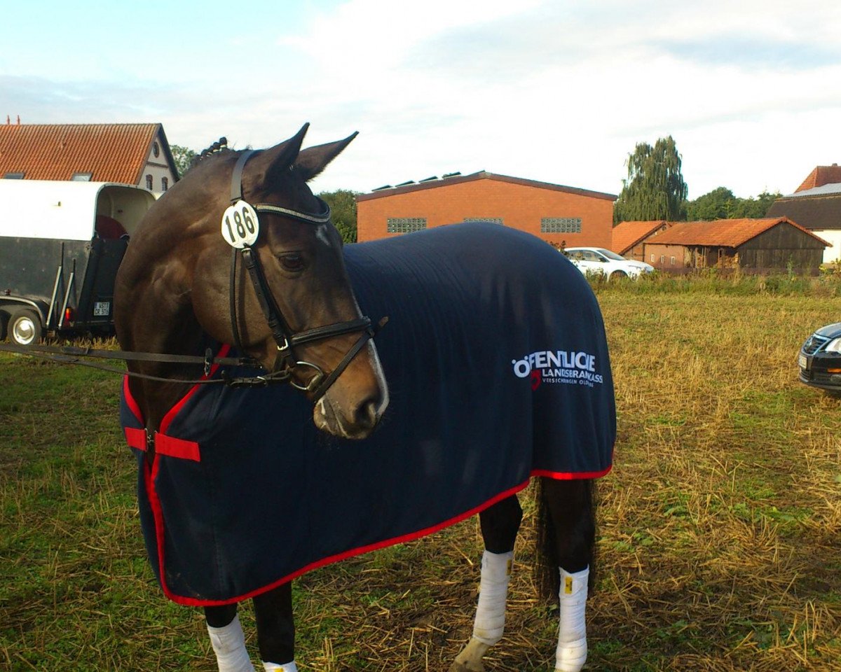 broodmare Sjenna (Oldenburg, 2008, from Sungold 2)