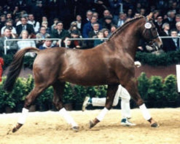 stallion Inspirant (Oldenburg, 1975, from Inschallah AA)
