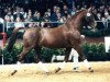 stallion Inspirant (Oldenburg, 1975, from Inschallah AA)