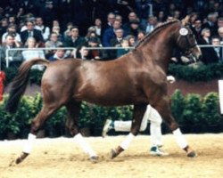 stallion Inspirant (Oldenburg, 1975, from Inschallah AA)