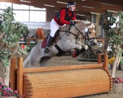 dressage horse Alizee 13 (Haflinger, 2004, from Arkansas)