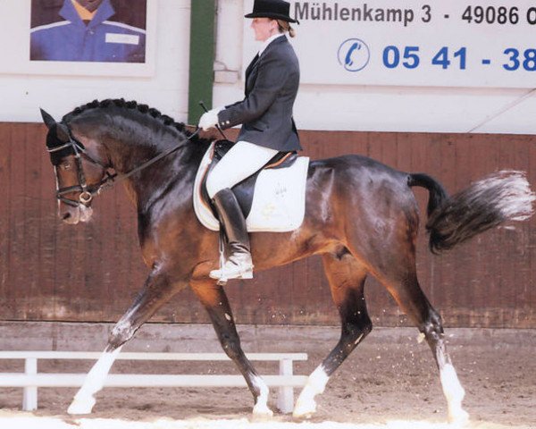 stallion Benneton Boy (German Riding Pony, 2003, from Benetton S)