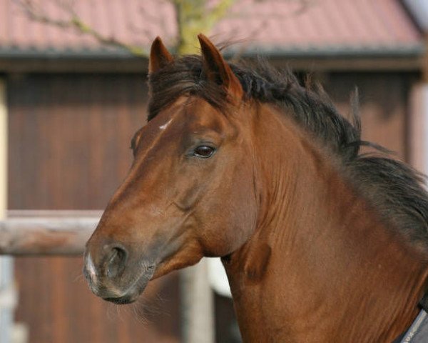dressage horse Ricardo (New Forest Pony, 1995, from Rinaldo)
