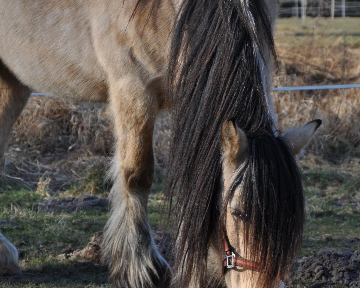 horse Tammy (Tinker / Irish Cob / Gypsy Vanner, 1995)