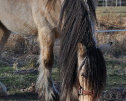 Pferd Tammy (Tinker / Irish Cob / Gypsy Vanner, 1995)