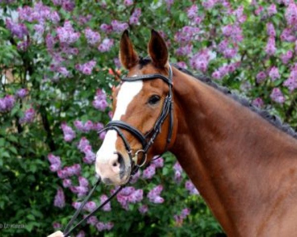 horse Lysander (Westphalian, 2006, from Lord Sinclair II)