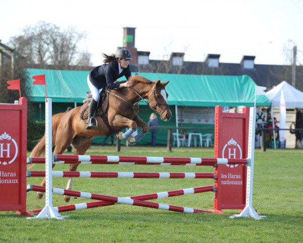 Pferd Milton (Deutsches Reitpony, 2004, von Mariano)