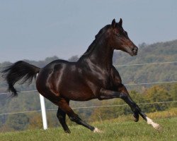 stallion Armigerent xx (Thoroughbred, 2004, from In The Wings xx)