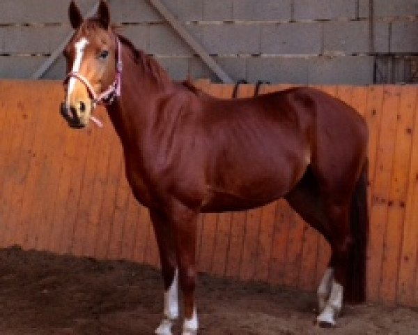 jumper Spring Rose A 2 (German Sport Horse, 2008, from Shakespeare A)