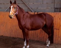 jumper Spring Rose A 2 (German Sport Horse, 2008, from Shakespeare A)