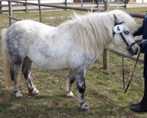 Deckhengst Kobold (Shetland Pony, 2002, von Kronprinz van den Niederlanden)