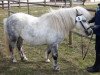 stallion Kobold (Shetland Pony, 2002, from Kronprinz van den Niederlanden)