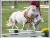 broodmare Paola (Shetland Pony, 1999, from Kronprinz van den Niederlanden)