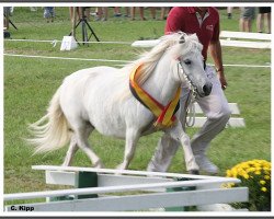 Zuchtstute Paola (Shetland Pony, 1999, von Kronprinz van den Niederlanden)