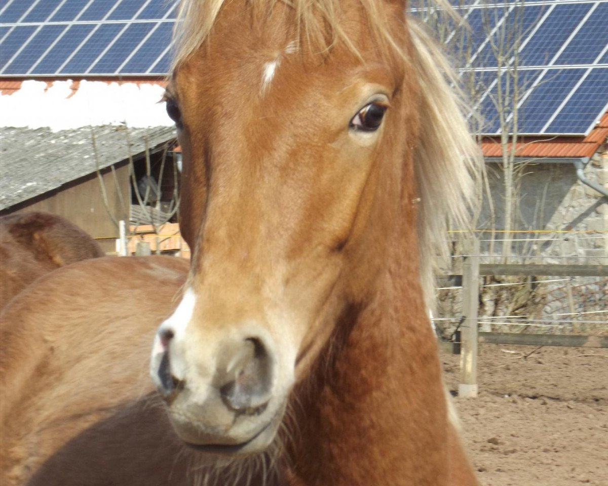 stallion Dá Vinci (Hanoverian, 2012, from Damsey FRH)