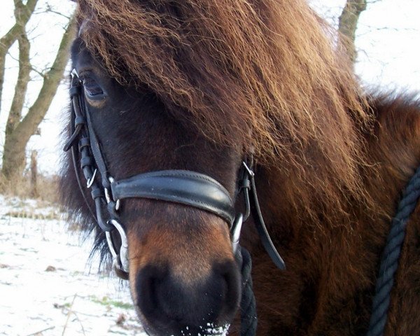 Dressurpferd Jocker (Deutsches Classic Pony, 2005, von Jerome)
