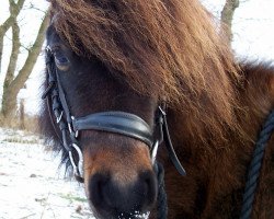 Pferd Jocker (Deutsches Classic Pony, 2005, von Jerome)