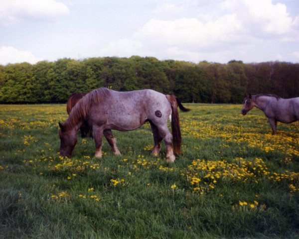 broodmare Anke (Rhenish-German Cold-Blood, 1992, from Ahorn 3614)