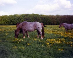 Zuchtstute Anke (Rheinisch-Deutsches Kaltblut, 1992, von Ahorn 3614)