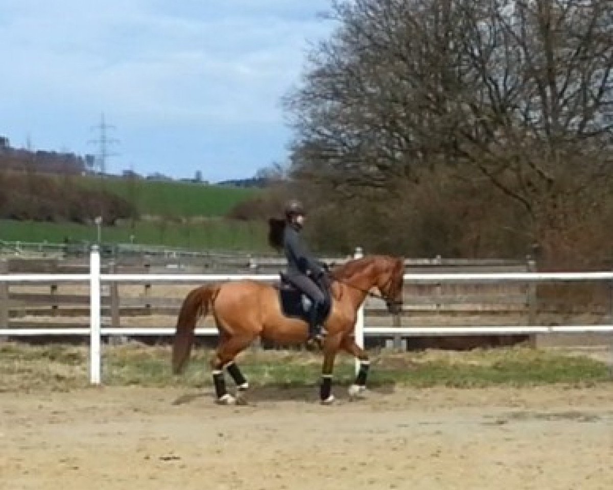 Deckhengst Dear Bönni (Deutsches Reitpony, 1999, von Diddi Keeps Cool)