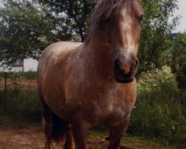 Zuchtstute Elvine (Rheinisch-Deutsches Kaltblut, 1991, von Eberhard II 1865)