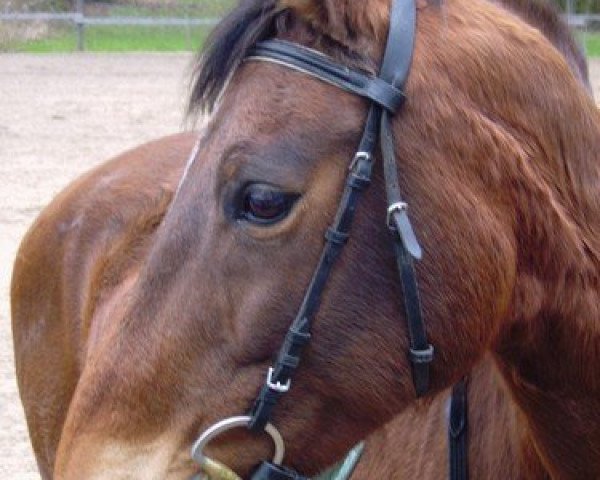 dressage horse Ronja Räubertochter (Westphalian, 1992, from Rosenduft)