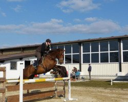 Springpferd Baraschnikov (Polnisches Warmblut, 2002, von Court)