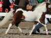 jumper Boy (Shetland Pony, 2004, from Brio)