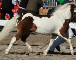 Springpferd Boy (Shetland Pony, 2004, von Brio)