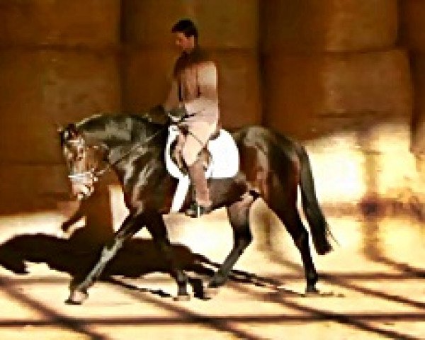 jumper Quintano (Hanoverian, 2009, from Quintender 2)