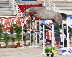 stallion Hoptum de L'Abbaye (Selle Français, 2017, from Malito de Reve)