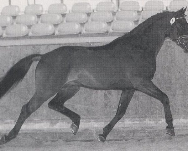 stallion La Paz (Royal Warmblood Studbook of the Netherlands (KWPN), 1987, from Ladalco)
