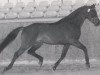 stallion La Paz (Dutch Warmblood, 1987, from Ladalco)