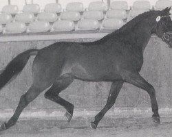 Deckhengst La Paz (KWPN (Niederländisches Warmblut), 1987, von Ladalco)