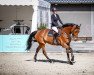 jumper Verdine T (German Sport Horse, 2016, from Verdi)