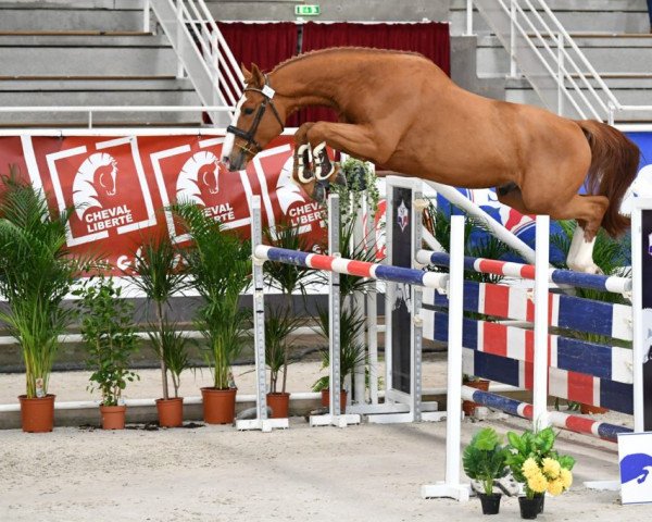 Deckhengst Hors Serie du Moulin (Selle Français, 2017, von Untouchable)