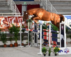 stallion Horzain de Blondel (Selle Français, 2017, from Candy de Nantuel)