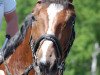 dressage horse Desperado Oranjo (Hanoverian, 2005, from Dauphin)