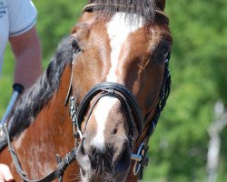 dressage horse Desperado Oranjo (Hanoverian, 2005, from Dauphin)