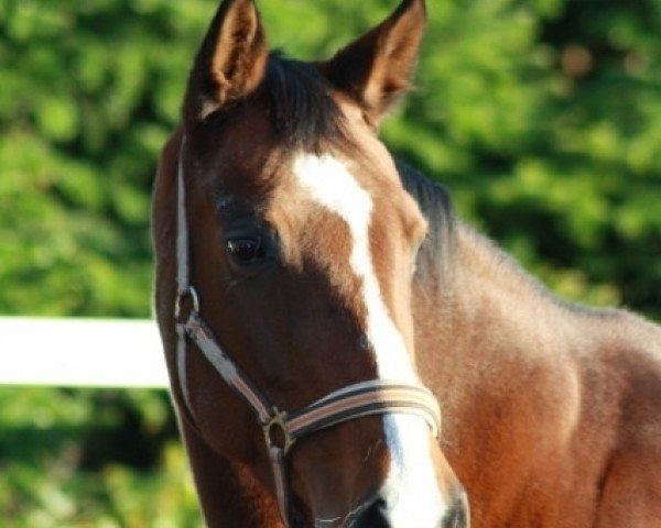 broodmare Landliebe (Westphalian, 1998, from Labrador)