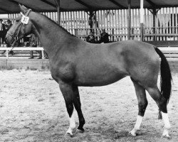 broodmare Tuba (Holsteiner, 1959, from Anblick xx)