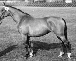 broodmare Nonne (Holsteiner, 1954, from Dorilas 3665)