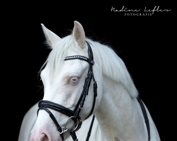 dressage horse Golddukat (German Riding Pony, 2016, from Golden West NRW)