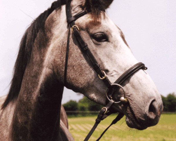 broodmare Nitra I (Holsteiner, 1998, from Corofino I)