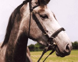 broodmare Nitra I (Holsteiner, 1998, from Corofino I)