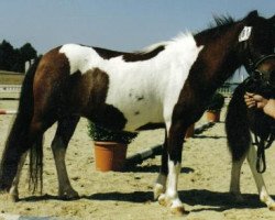 Zuchtstute Loren (Dt.Part-bred Shetland Pony, 1985, von Brenner)