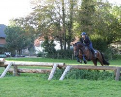 jumper Asterix C (German Sport Horse, 2011, from Amorado)