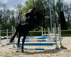 jumper Voltino 5 (Hanoverian, 2017, from Valentino)