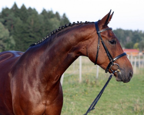dressage horse Sommeliere (Oldenburg, 2007, from Sir Donnerhall I)